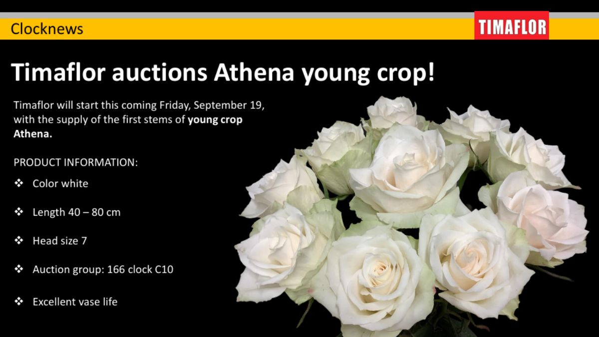 Rose Athena by  Fresco Flowers